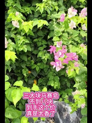 #马赛椰油皂 #马赛皂#马赛椰油洗衣皂