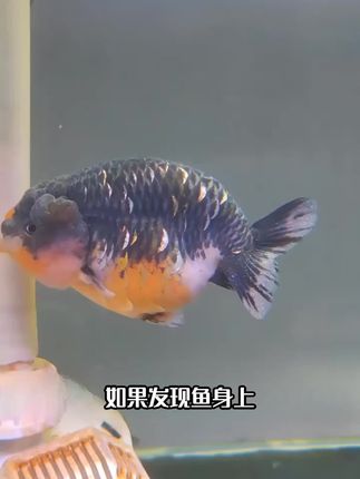 养鱼神器#萌宠 #萌宠动物