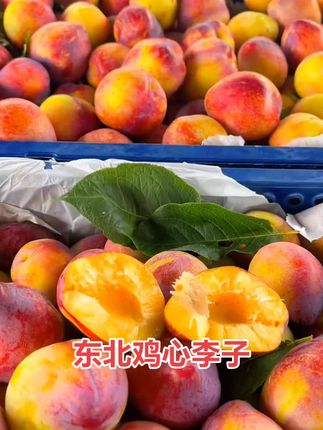 #鸡心李子#东北水果