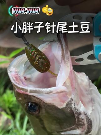 针尾土豆 模仿颗粒饲料,针对饲料鳜,太阳鱼、鲈鱼和黑坑特种鱼,效果惊人#路亚饵 #软饵