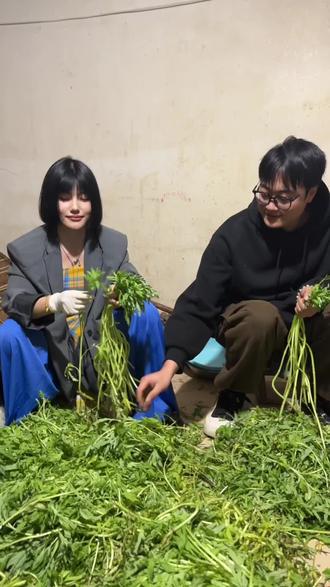 发芽洋芋你吃多掉,长成一个大憨包#云南山歌