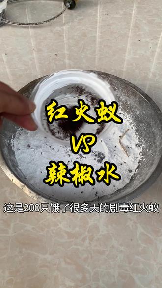 红火蚁 红火蚁挑战爆辣辣椒水!做好之后像极了灵魂料汁#红火蚁 #消灭红火蚁 #万物皆可沾辣椒粉