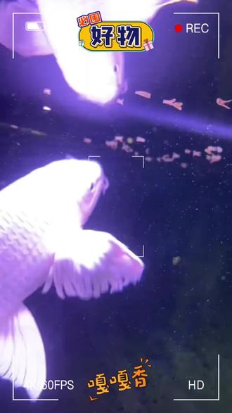 养鱼人别再傻傻的为人工合成饲料了,不仅营养单一,还容易造成水质污染!聪明的人都在用这款冻干磷虾幼虾,颗颗完整,采用低温冻干技术,保留原始风味,让鱼儿吃的更健康,长得更快,对鱼儿的发色很有帮助。现在新品推广,买一瓶送一瓶,赶紧囤起来!#鱼饲料 #鱼食 #鱼食饵料 #养鱼好物 #养鱼好物分享