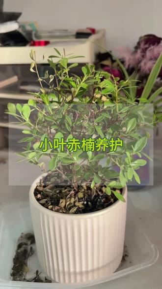 小叶赤楠掉叶、掉花苞甚至枯萎,先别着急扔,你就给他浇一种水,他能快速激活植物根系细胞,促进生长#小叶赤楠营养液 #小叶赤楠 #小叶赤楠盆景 #小叶赤楠怎么养护