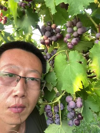 巨峰葡萄(生态种植) 伏牛山脚下的巨峰葡萄,母婴葡萄,每一口都有小时候的味道,186的深水井灌溉,无任何农药使用记录,无任何化学物质如:膨大 催红 去酸 去籽 塑形,清早采摘直达餐桌,葡萄新鲜采摘-小时候的味道-无化学药剂,孕妈宝宝专属/自然酸甜,母婴葡萄 每一口都是小时候的味道 清早采摘顺丰直达您的餐桌 青红相间 大小不均匀 不售后(介意忽拍)#自然熟葡萄 #不打农药的葡萄 #母婴葡萄 #伏牛山原色农场