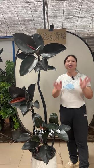 同事离职送棵黑金刚,寓意事业常青常联系。 #花卉绿植 #室内盆栽 #大型绿植 #黑金刚橡皮树 #精品黑金刚橡皮树