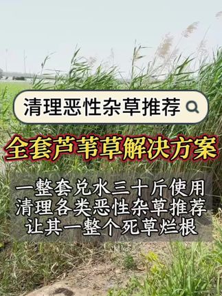 #芦苇烂根 #牛筋草 #非耕地除草 #稗草 #除草剂