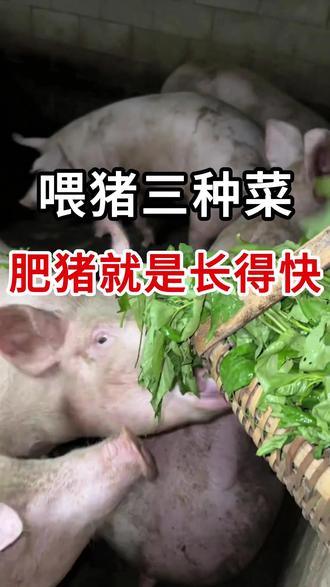 喂猪三中彩 #猪 #养猪 #养猪人 #农村养猪人