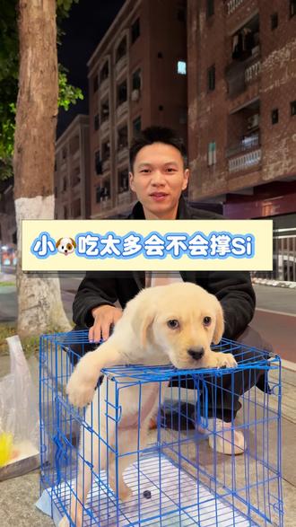 有多少人见过小狗撑死的#拉布拉多#柯基#比熊#德牧#东莞宠物