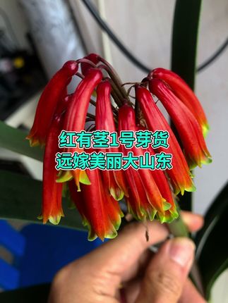 红有茎1号芽货,聘礼,待到明年春暖花开时,便是入嫁山东时!-血红绿嘴、红子房、红剑柄、红苞衣、高茎节、条体,多种高指标兼备的好种兰! #君子兰 #南非原生态有茎君子兰 #有茎君子兰 #小金花艺君子兰