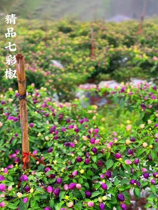 #新鲜采摘 #七彩椒 新鲜采摘的七彩椒,又香又辣又脆,用来做泡椒炒菜都非常不错!#特色农产品 #新农人计划