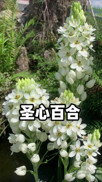 漂亮好养的圣心百合 #养花小知识 #花卉绿植 #爱生活爱养花 #种植小技巧 #芥末花园