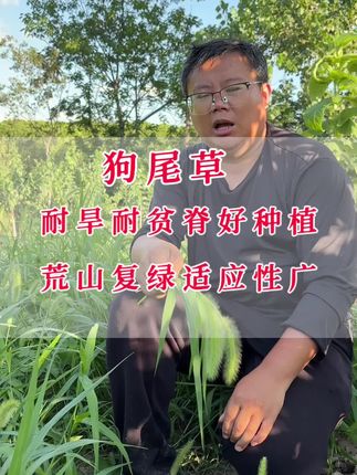 荒山复绿种植简单的作物就种狗尾草,耐旱耐贫瘠夏天也可以种,长势快长势旺。#荒山复绿#狗尾草#绿肥种子#种植方法