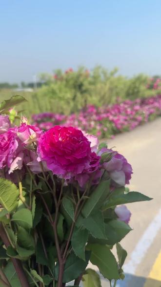 沭阳花木之乡