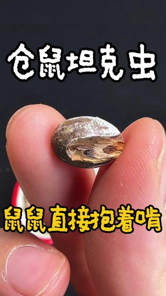 坦克虫一次喂一个就行啦 #养鼠日常分享 #仓鼠 #仓鼠零食 #超便宜超划算 #坦克虫令鼠着迷