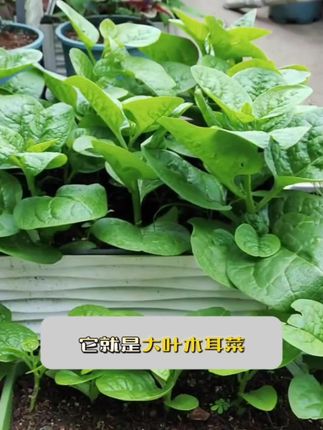 #在家种菜 #蔬菜种子 #大叶木耳菜 #木耳菜种子 #抖音助农