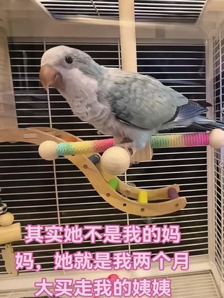 其实它知道,我不是它的妈妈👩,我就是在它两个月大买走它的姨姨,还哄它32号发工资给它买瓜子,麻子,滋养丸给它吃!就为了骗它喊我妈妈😄😄😄#鹦鹉日常 #我的萌宠 #小鸡日常 #鹦鹉