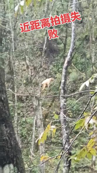 #原始森林 提杠子羚牛。