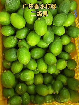 广东香水柠檬,今日下雨,摘的果不多,喜欢的宝贝赶紧来拍啦#广东香水柠檬#新农人计划#柠檬茶 #柠檬茶摆摊 #夏天的味道