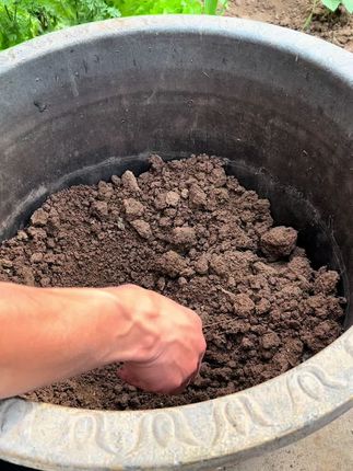 正确的种植方法,多加水,干泥土种植水干净。#在家种菜 #睡莲种植 #睡莲养护 #睡莲带花苞