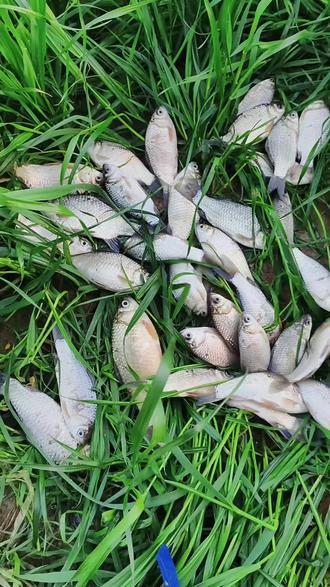 这是飞鸿钓法的一招,走水有浮萍时的应用 #飞鸿钓法#钓技钓法分享 #钓鱼的乐趣只有钓鱼人懂