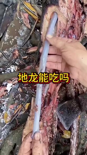 地龙又俗称蚯蚓,它的作用与功效估计没几个人知道。