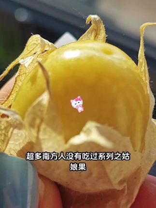 朋友们,我敢说很多人都没有吃过这种水果,它叫菇娘果,也有人叫它姑娘果,东北的一种特产水果,吃起来香甜可口,而且都是新鲜采摘的,每一个饱满多汁,咬上一口简直太爽了,它的口感非常独特,既像柿子又像桂圆,喜欢的朋友千万不要错过,赶紧买来尝一尝吧!