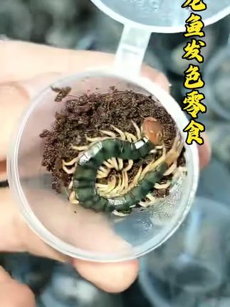 龙鱼发色卡bug!这口“王者粮”绝了  还在愁龙鱼“素面朝天”没气场?试试蜈蚣活体饵料!  自带天然虾青素,喂满30天,红鳞能透底、金框直接爆边,轻松从“青铜”逆袭“王者”。喂出的不只是惊艳发色,更是整个鱼缸的镇缸排面!  #强烈推荐 #上热门 #养鱼日记 #观赏鱼 #dou上热门 @抖加🔥上热门🔥dou+🔥热点宝