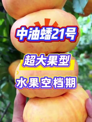 中油蟠21号:黄肉油蟠桃,果实扁平形,单果 重316克,大果450g以上,果肉黄色,厚度较均匀。 肉质为硬溶质慢软型,香甜可口,含糖量16.0%。品 质上,粘核、丰产,自花结实,坐果率高,抗裂果,八月上旬成熟,售价高!#优质种苗 #苗木种植 #三农种植
