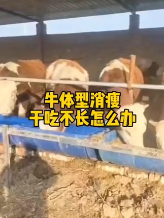 牛干吃不长的#牛养殖 #肉牛上膘#瘦牛催肥@抖音创作灵感 @抖音创作小助手 @抖音小助手