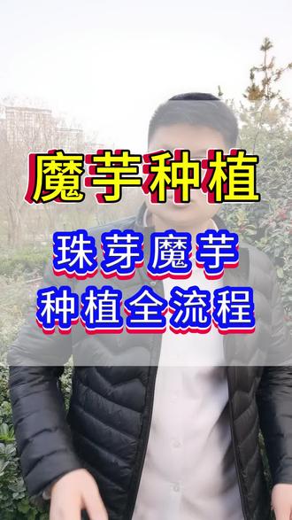 #魔芋 #魔芋种植 #魔芋种植技术 #魔芋施肥 #农业种植