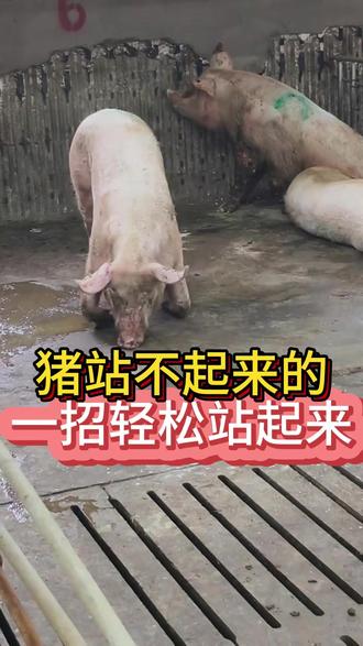 猪站不起来的,一招轻松让它站起来! #养猪经验#养猪技术#母猪养殖技术#科学养猪#在抖音入手的好东西