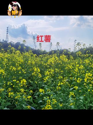 陕西板栗红薯5斤新鲜现挖番薯粉面甜无筋无丝粗粮地瓜临潼小香薯#红薯