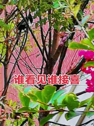 #户外随拍#喜鹊报喜好事连连 #喜鹊