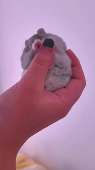 老鼠捏捏#谁知道这是什么 #仓鼠 #萌物 #仓鼠日常