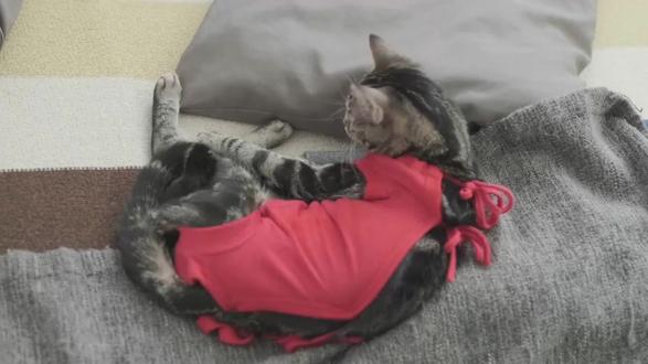 拒绝给猫咪过度装饰 很多铲屎官为了好看,给猫咪穿衣服、戴项圈、挂铃铛,殊不知这些 “可爱装饰” 全是安全隐患!
项圈易勾住窒息、铃铛伤耳、除蚤项圈有毒;
穿衣服破坏体温调节、导致应激僵硬、磨伤皮肤。
#养猫科普 #宠物科普 #养猫避坑 #科学养猫