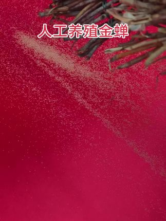 #人工养殖金蝉#金蝉苗#三农种植