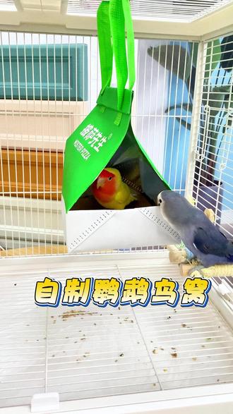 不想给家里的宠物买鸟窝?那就跟着我做一个宠物窝吧,就这几部,鹦鹉的新鸟窝就有了! #手工 #自制鸟窝 @抖音小助手