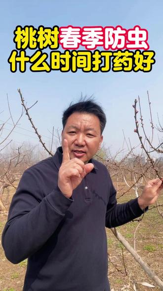 桃树开春防蚜虫 食心虫 什么时间打药好呢 #桃树防虫 #蚜虫防治 #桃树管理 #果树管理