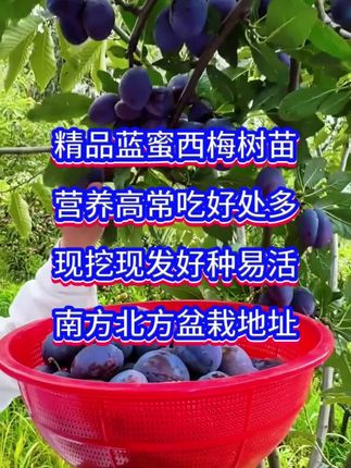 精品蓝蜜西梅树苗,现在的秋季栽种的黄金时节,营养价值高,小孩孕妇吃了好吃多,而且它好种易活,产量有高,现在种下,要不了多久就开花结果 #果树种植 #蓝蜜西梅 #蓝蜜西梅苗 #果苗种植 #优质农产品