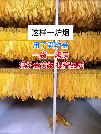 想要一炉卖5.6万 满陆金赶紧用起来!#烤烟 #烤烟种植技术与管理 #烤烟种植 #烟草 #烟百万加烟乐哆@抖音小助手 @抖音创作灵感 @抖音创作小助手