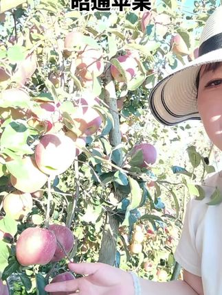 昭通丑苹果201已成熟上市,喜欢的左下角下单#户外采摘 #果树种植 #我的农村生活 #果园采摘 #丰收的果实