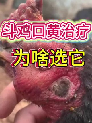 #斗鸡养殖 #三农养殖 #dou上热门🔥