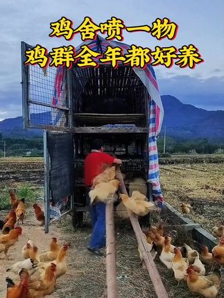夏季养殖环境比较乱,鸡鸭鹅猪牛羊养殖一定要定期消毒#家禽养殖 #养猪 #鸡鸭鹅养殖 #过硫酸氢钾 #圈舍消毒