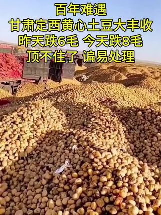 2025年第一批甘肃定西粉面土豆成熟啦!#优质农产品 #土豆 #洋芋 #马铃薯 #黄皮黄心土豆