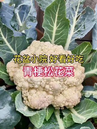 松花菜种子 耐热,高产抗病,#阳台小院均可种植 ,种子就在小黄车!#强烈推荐 #自己种菜 #松花菜种植 #花菜种子大全 @抖音小助手 @抖音创作小助手