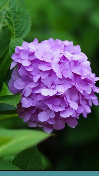 你们最喜欢的绣球花来了【油画线上课】#绣球花盛开的季节 #绣球花 #绘画教程 #油画 #成人油画