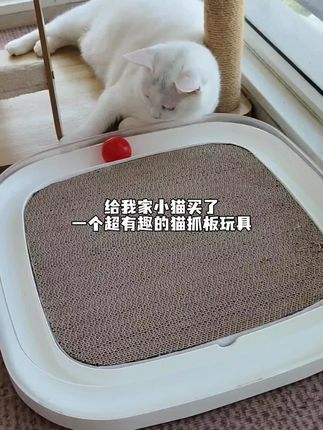 Tailntail家的趣味猫抓板也太好玩了吧#养猫人#铲屎官日记 #猫抓板#记录猫咪日常 #养猫新手