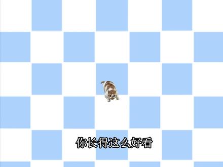 小猫教学之认重量 #meme #猫meme #知识 #重量