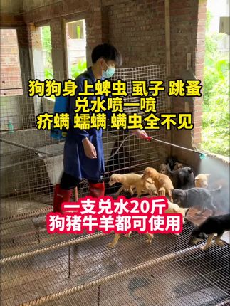 #养狗人 #养狗经验分享 #狗狗 #自繁自养 #创作灵感